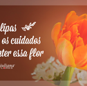 Tulipas: Conheça os Cuidados Para Manter Essa Flor