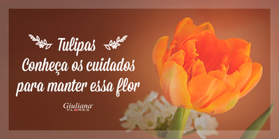 Tulipas: Conheça os Cuidados Para Manter Essa Flor