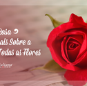 Rosas Colombianas – Saiba mais Sobre a Rainha de Todas as Flores