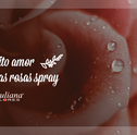 Muito Amor: Conheça a Rosa Spray