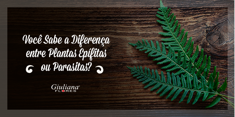 Você Sabe a Diferença entre Plantas Epífitas e Parasitas?