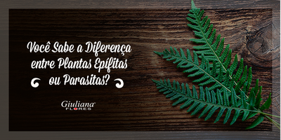 Você Sabe a Diferença entre Plantas Epífitas e Parasitas?