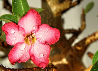 Rosa do deserto: tudo o que você precisa saber sobre ela