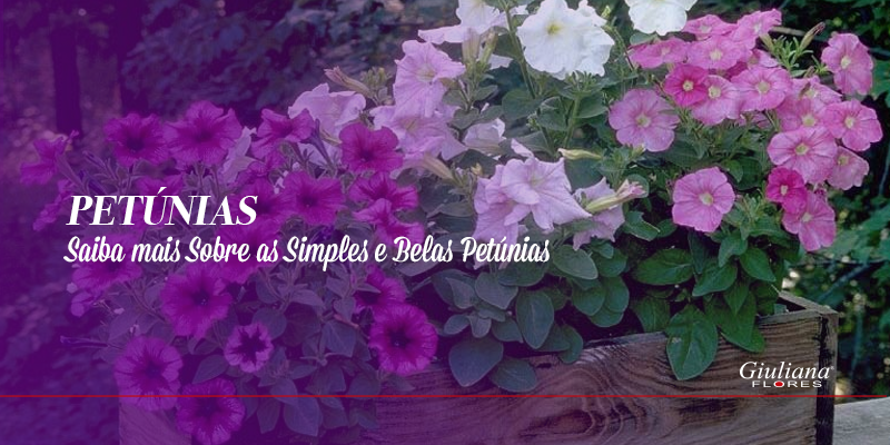 Petúnias – Saiba Mais Sobre Essas Simples e Belas Flores