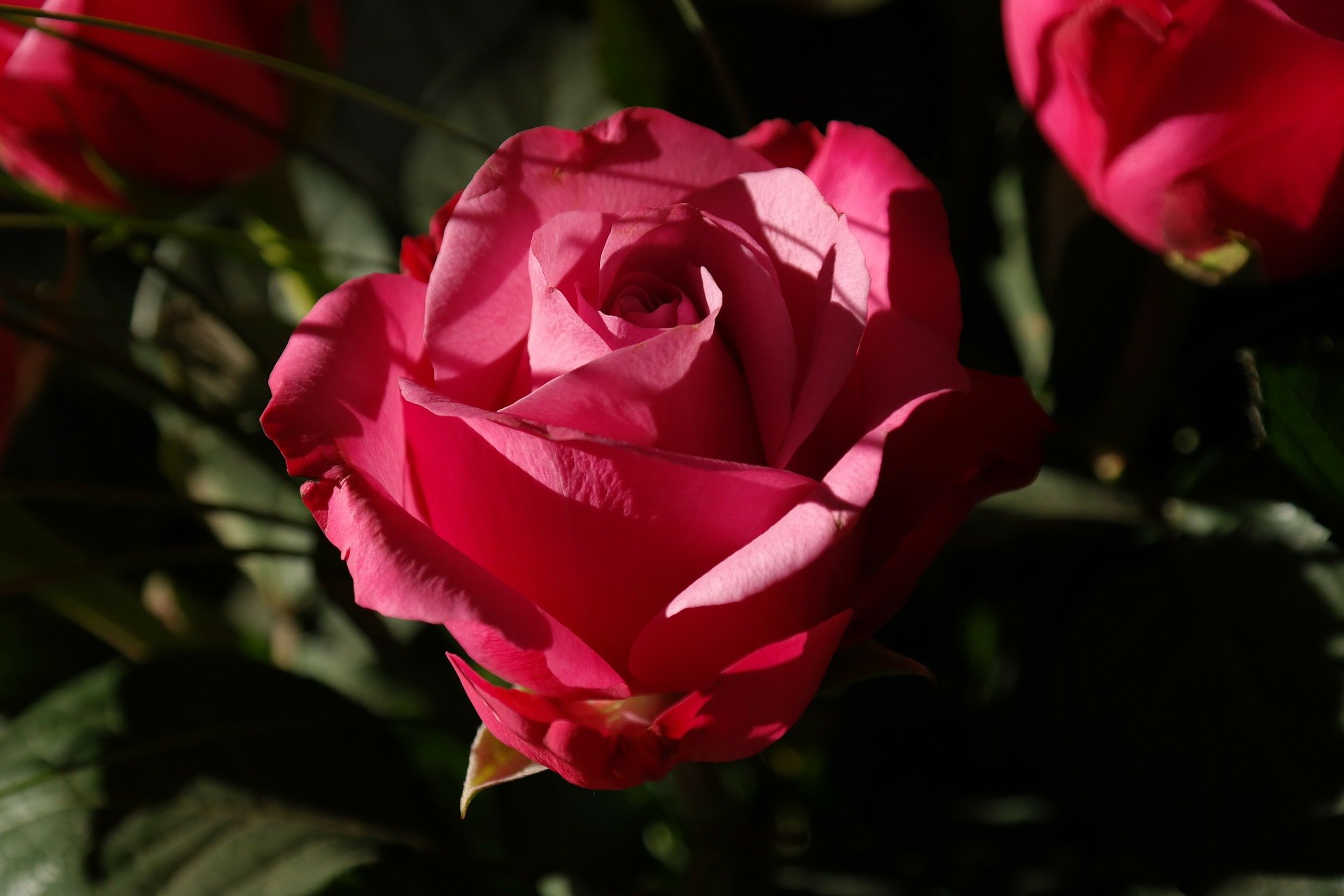 Como plantar rosas: veja dicas e cuidados básicos