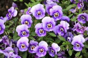 violetas