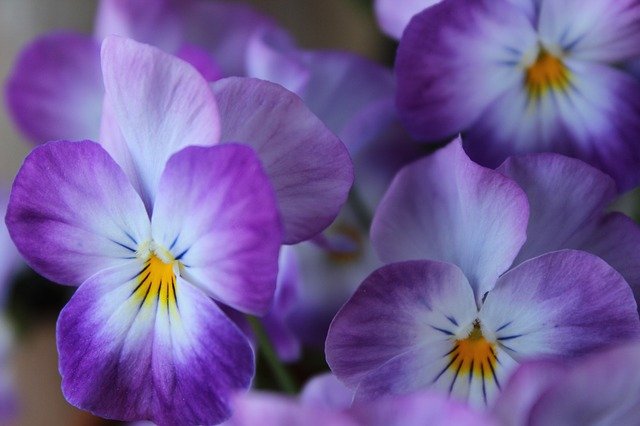 Aprenda a cuidar de violetas e conheça o significado delas