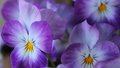 Violetas: saiba o significado da planta e aprenda a cuidar