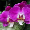 Presenteie Com Belas Orquídeas