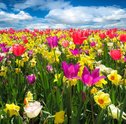 Flores da Primavera — Quais são e Como Cultivá-las
