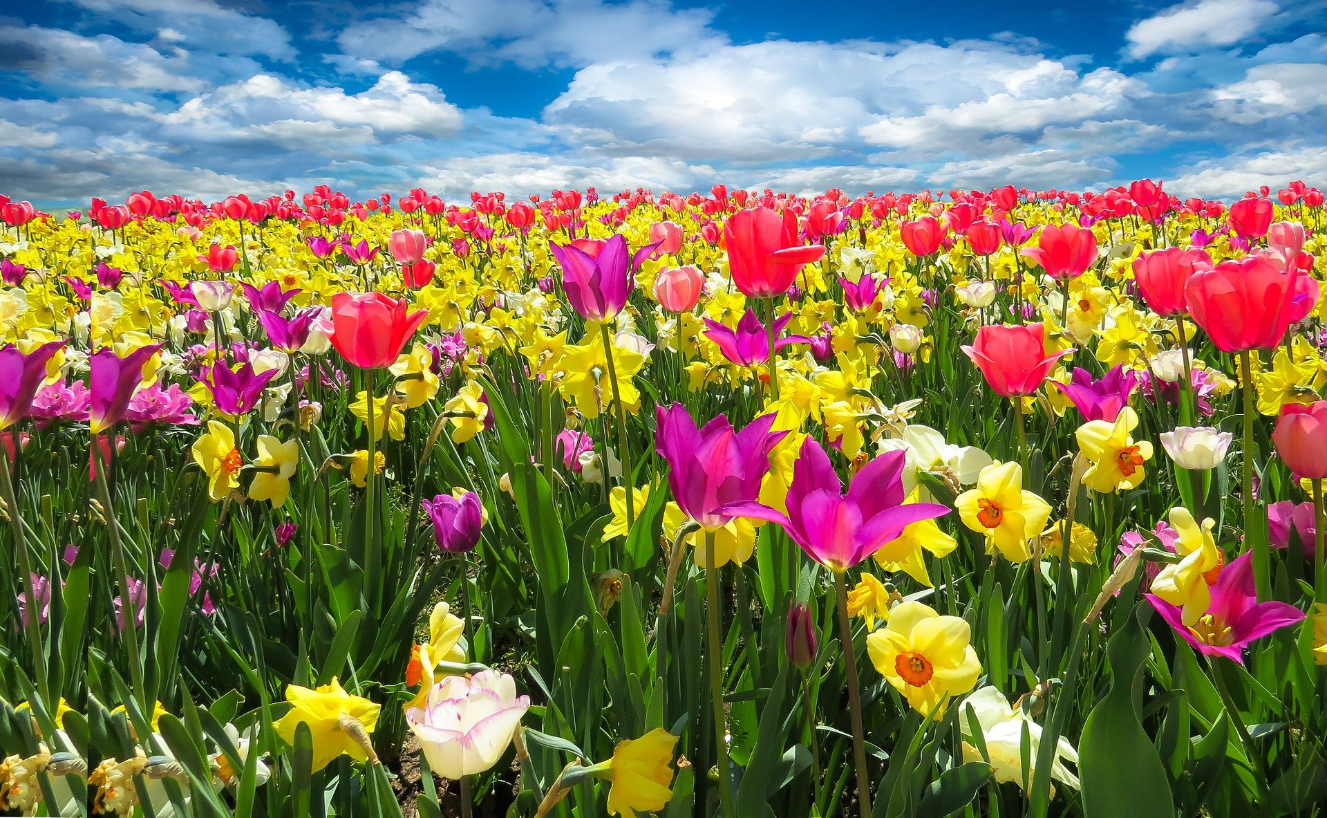 Flores da Primavera — Quais são e Como Cultivá-las