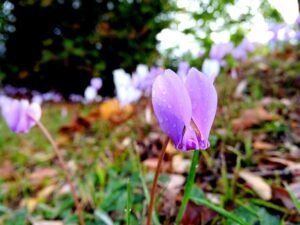 Regue-a flor-em-dias-alternados