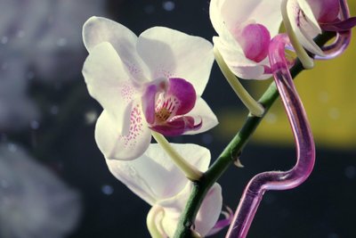 Saiba como cuidar de Orquídeas com dicas da Giuliana Flores