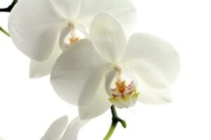 arranjo de orquídeas