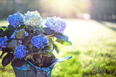 Encante-se Pela Beleza das Flores Azuis