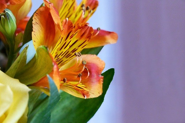 Frésias - Flores Delicadas que Simbolizam Inocência