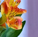 Frésias – Flores Delicadas que Simbolizam Inocência