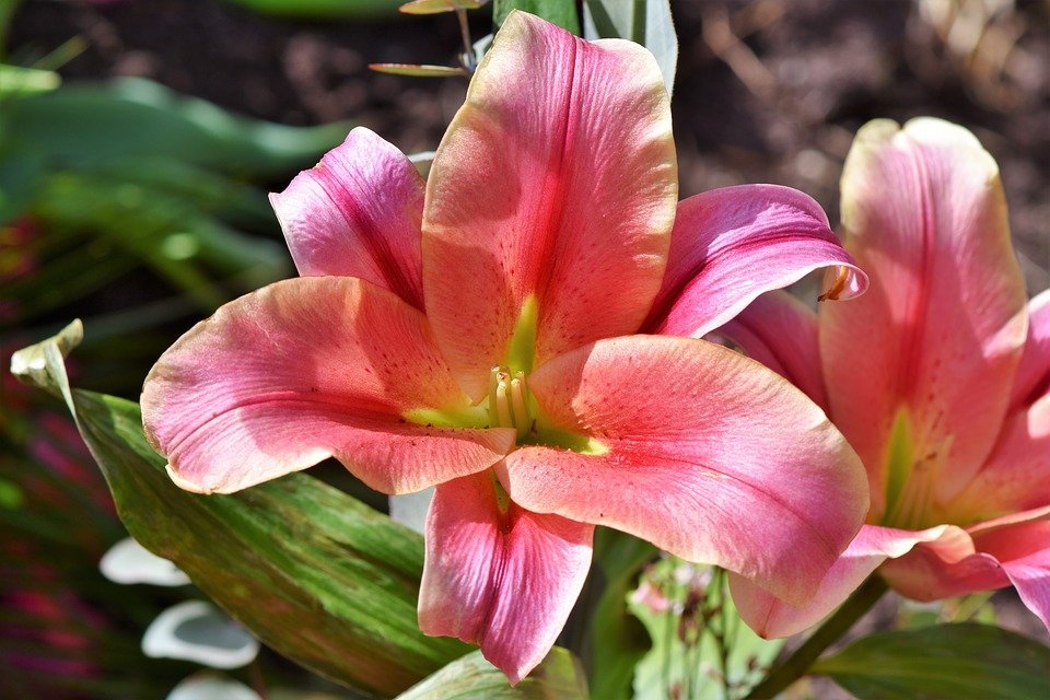 Lírios - Conheça o Significado da Flor e Saiba como Cuidar