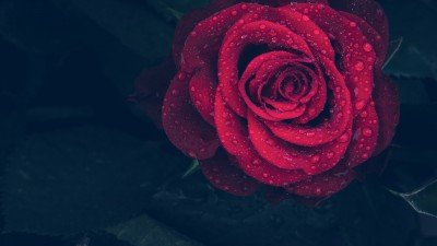 Entenda Como são Feitas as Rosas Encantadas