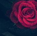 Flores Preservadas: como são Feitas as Rosas Encantadas