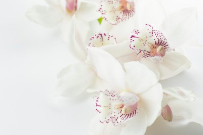 Como Cuidar de Orquídeas — 10 Dicas e Curiosidades