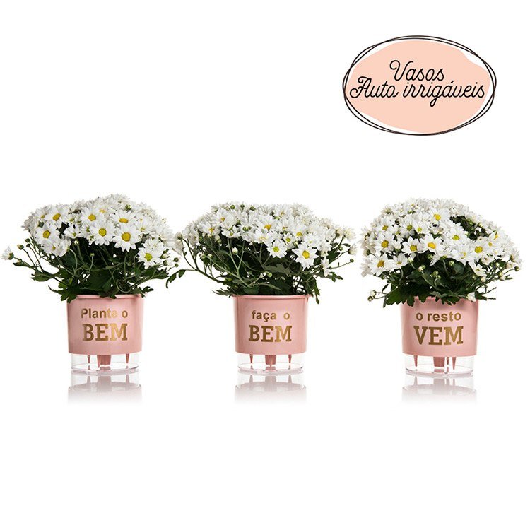 Entrega de flores - Kit Margaridas