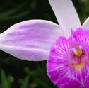 Entenda a Diferença Entre Orquídea Bambu e as Demais Orquídeas