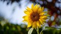 O que fazer quando a flor do girassol morre?