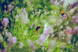 filmes sobre flores