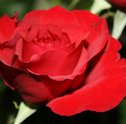 Conheça a História da Rosa da Bela e a Fera