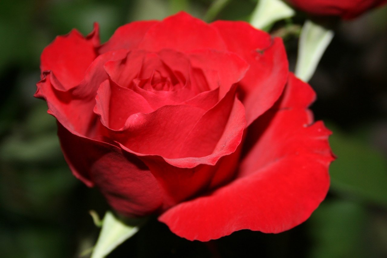 Conheça a História da Rosa da Bela e a Fera - BLOG - GIULIANA FLORES