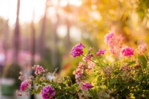 Jardinagem: entenda o que o sol faz com as flores