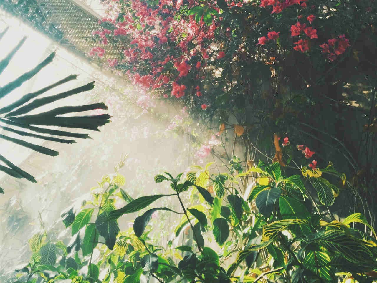 Jardinagem — Entenda o que o Sol Faz com as Flores