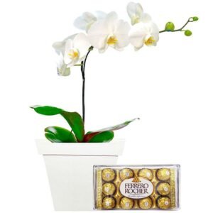 Orquídea Phalaenopsis com Ferrero Rocher
