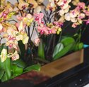 Orquídeas Para Todas Ocasiões — 3 Dicas de Presentes