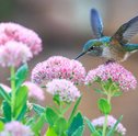 5 Curiosidades Sobre o Beija-Flor