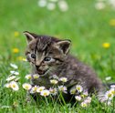 Lista de Plantas Seguras Para Gatos