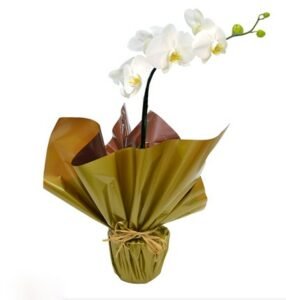Orquídea Phalaenopsis Plantada