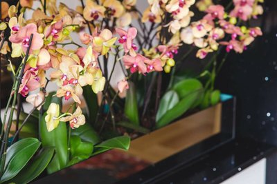 Orquídeas Para Decoração — Aquele Fresh Para Começar o Ano