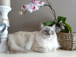 Orquídeas Para Decoração — Aquele Fresh Para Começar o Ano