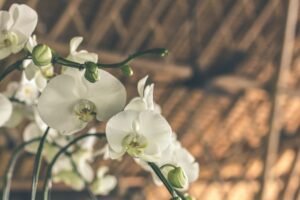 Orquídeas Para Decoração — Orquídeas Brancas
