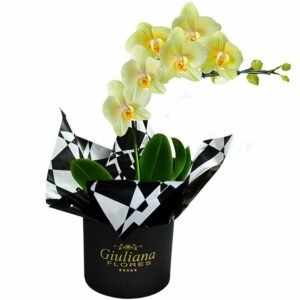 Glamurosas Orquídeas Amarelas o que significa presentear com orquídeas