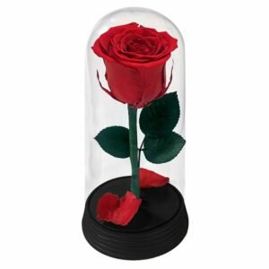 A Bela Rosa Encantada Vermelha