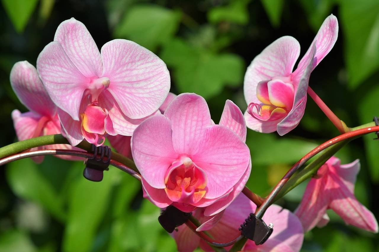 Saiba o que significa presentear com orquídeas no Blog da Giu