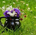 Aprenda Como Cuidar de Flores do Campo Dentro da sua Casa