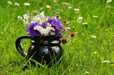 Aprenda Como Cuidar de Flores do Campo Dentro da sua Casa