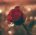 Mega Rosas em EVA — Conheça as Lindas Flores em EVA e suas Vantagens