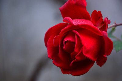 Cultivo de Rosas Colombianas — Aprenda a Cuidar dessa Flor Romântica e Especial!
