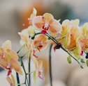 Cultivo de Orquídeas em Apartamentos — Tudo que Você Precisa Saber!