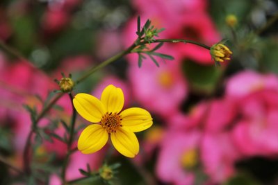 Flores Fáceis de Cuidar — 3 Tipos de Flores Para Quem Não Tem Muito Tempo!